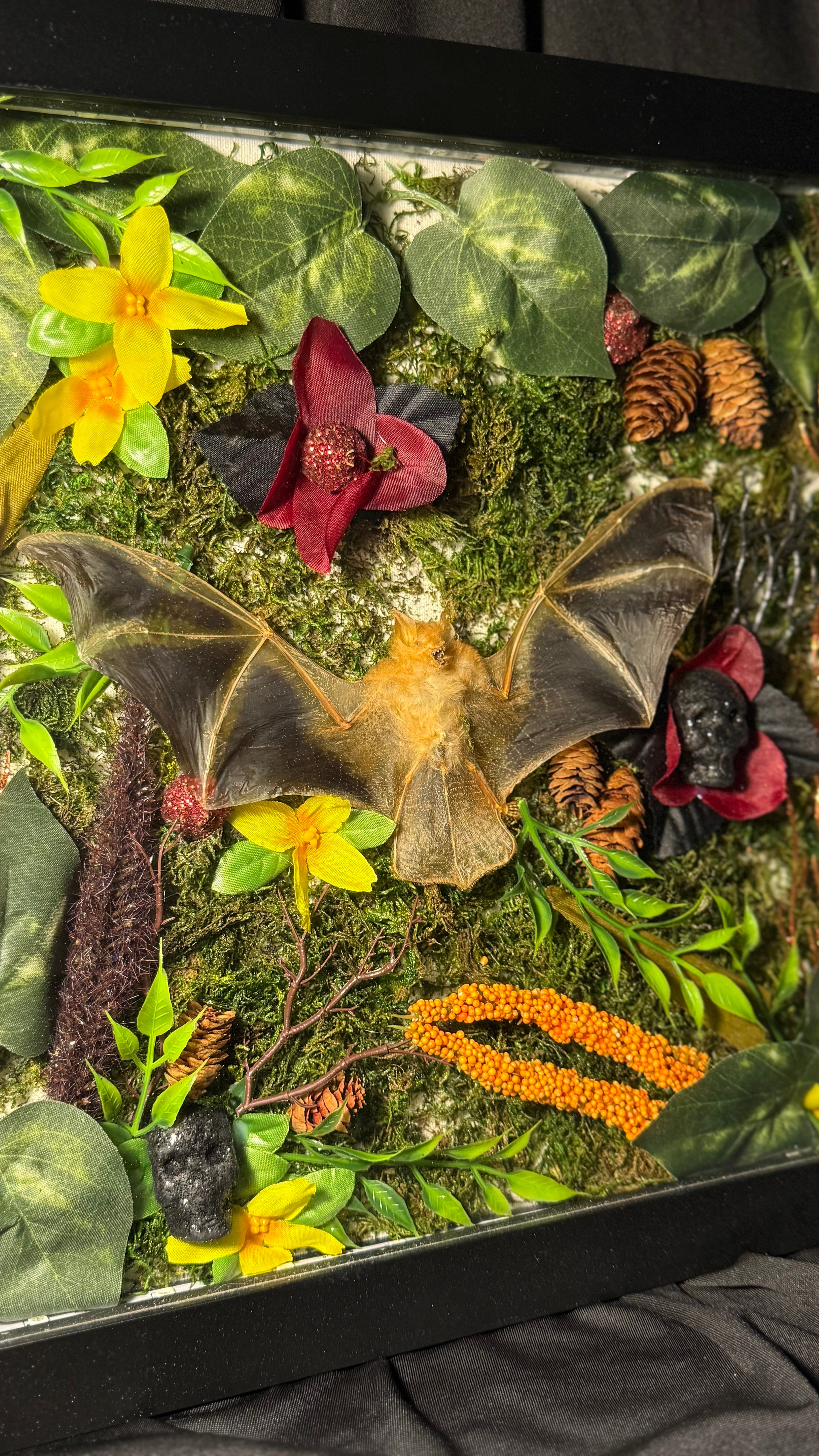 Real bat LED shadow box