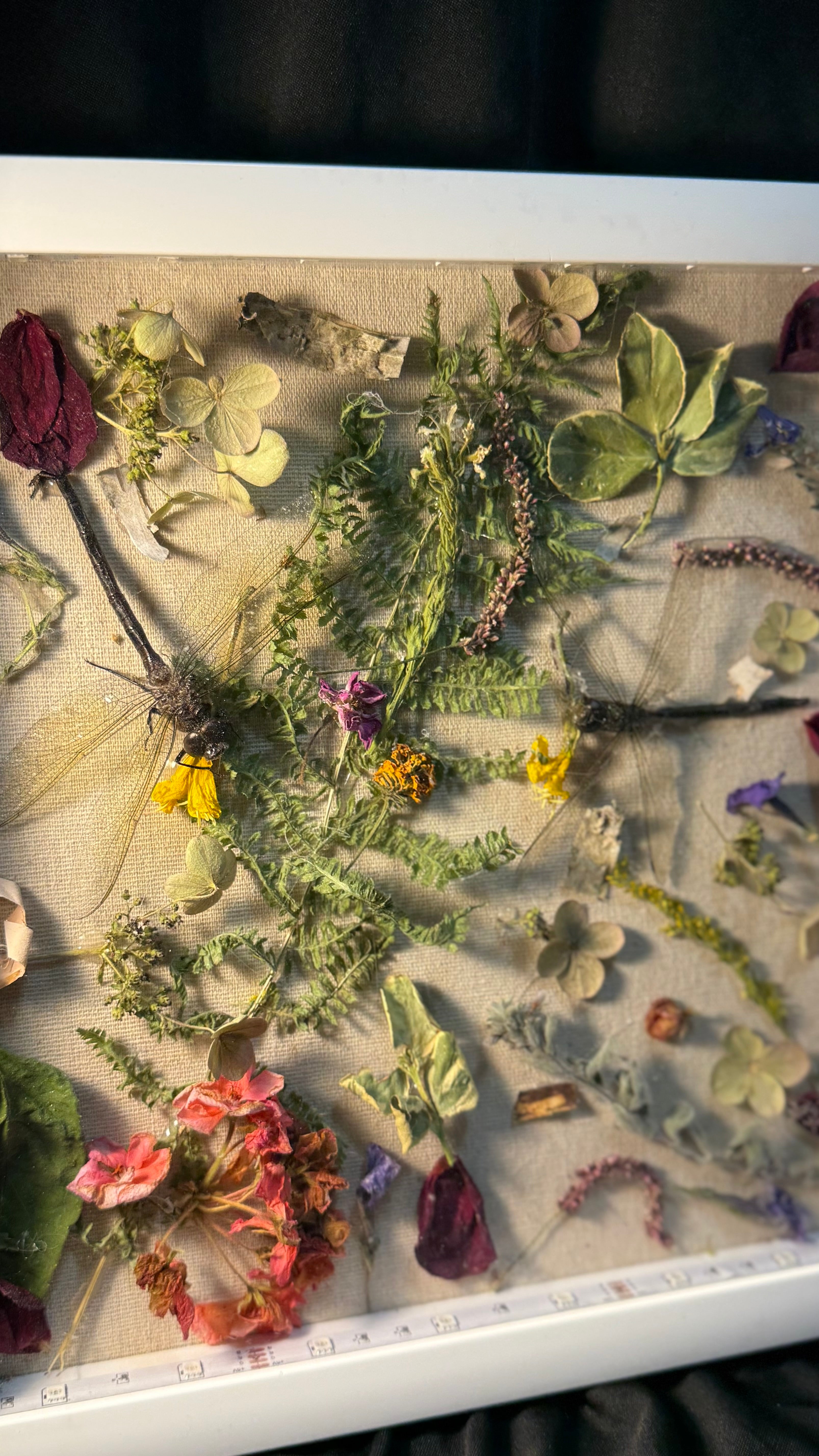 Dragon flies and dried flowers. LED shadow box