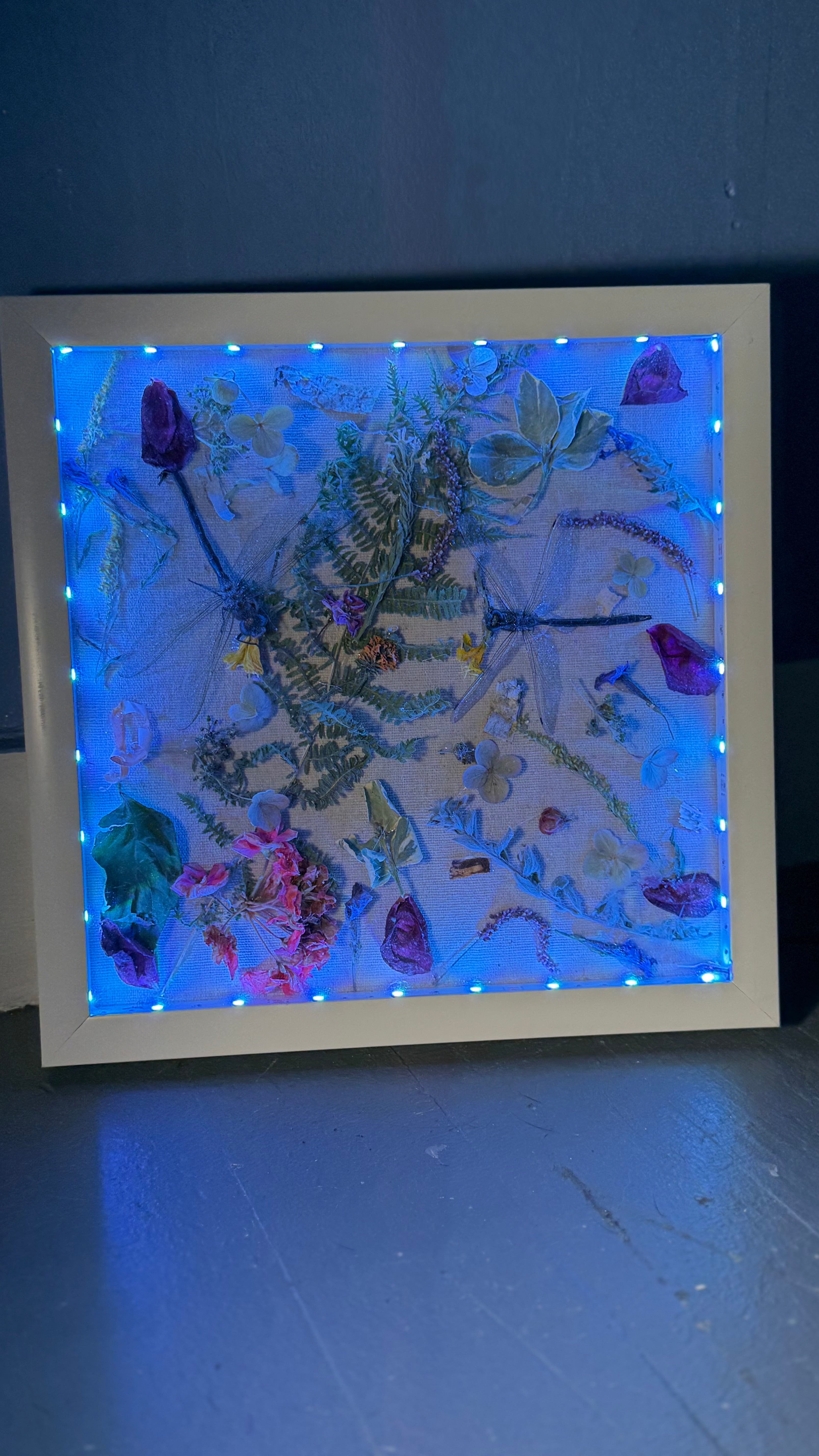 Dragon flies and dried flowers. LED shadow box