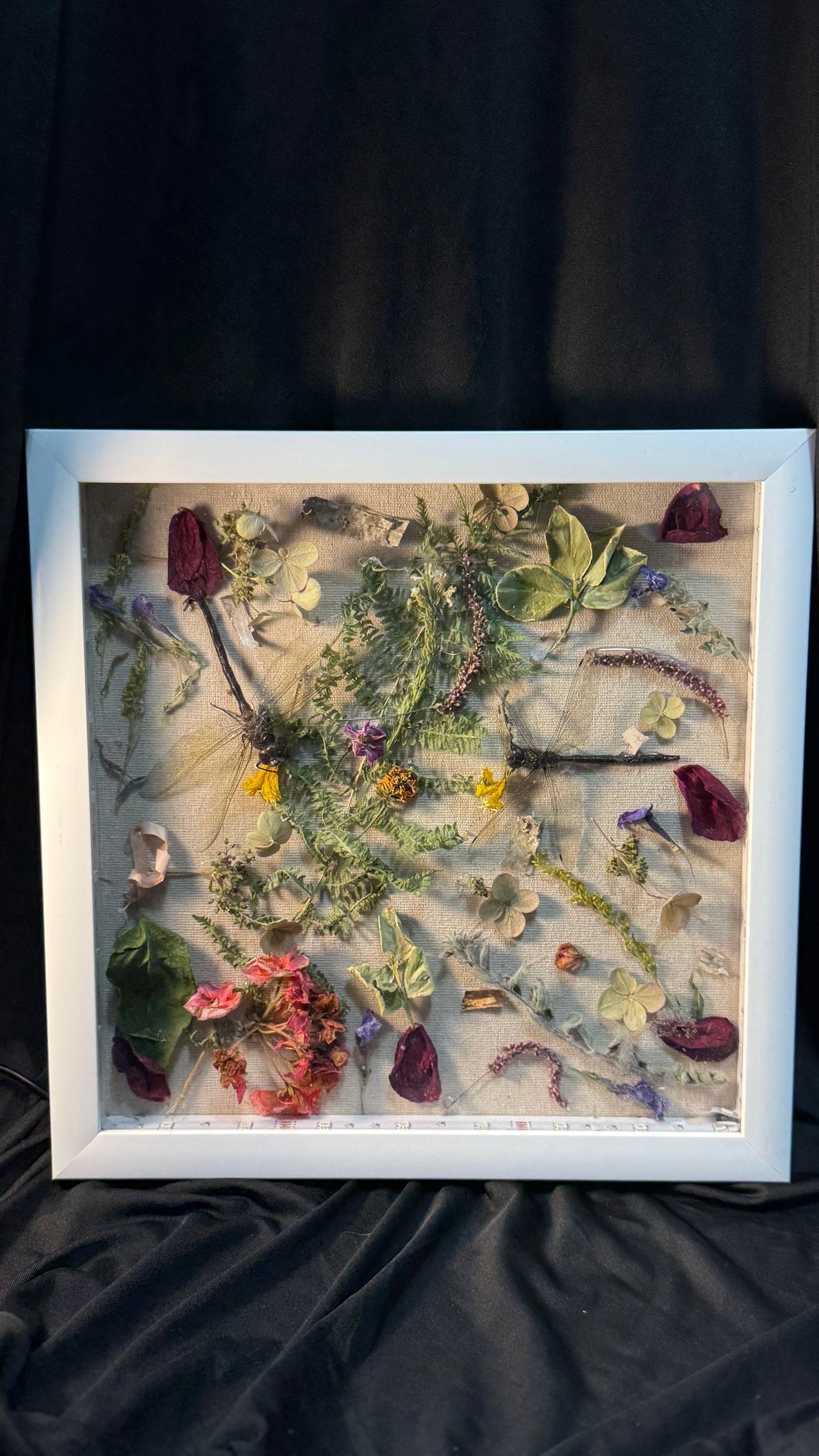 Dragon flies and dried flowers. LED shadow box